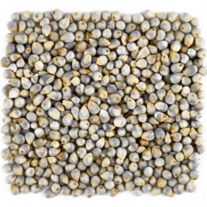 pearl millet கம்பு (kambu)